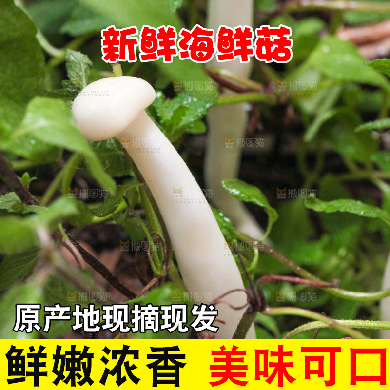 草地上的海鲜菇