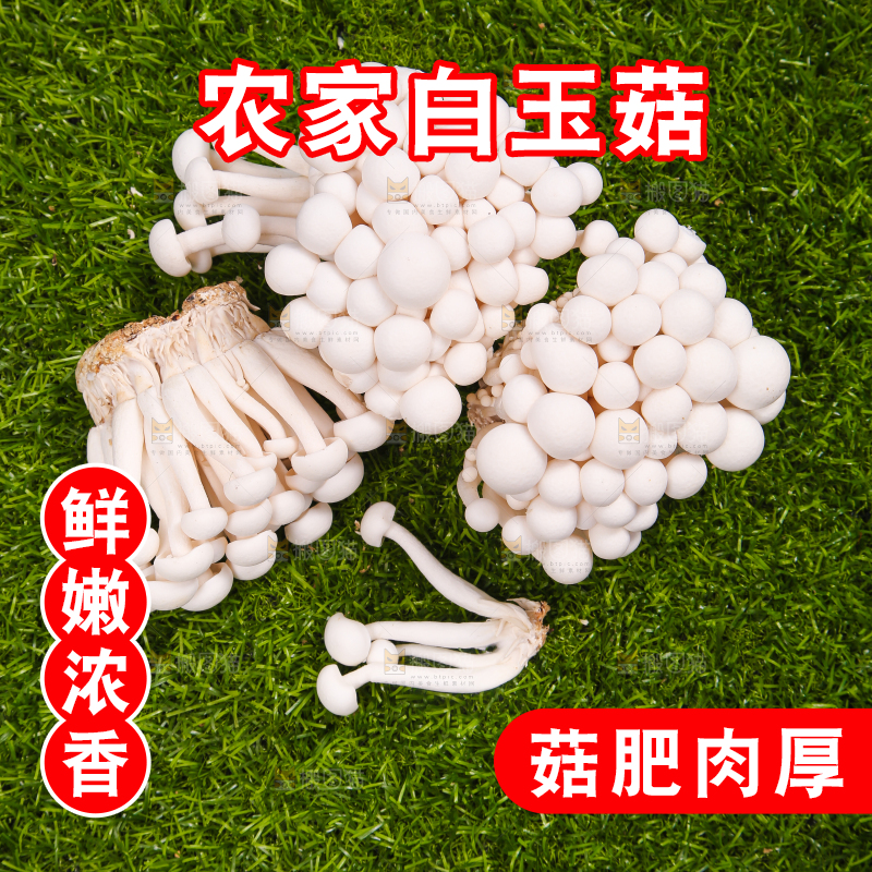 草地上的白玉菇