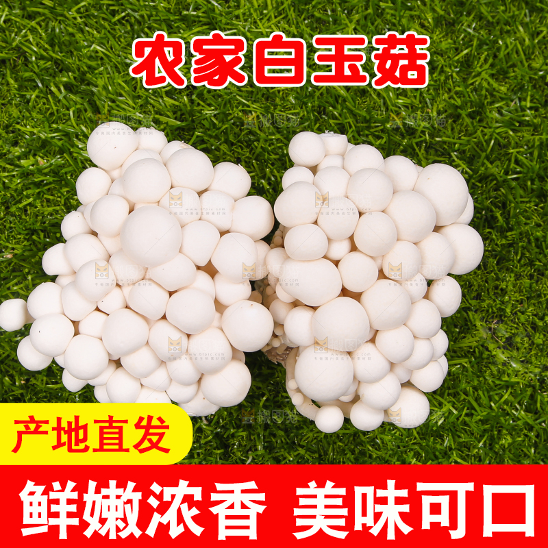 草地上的白玉菇