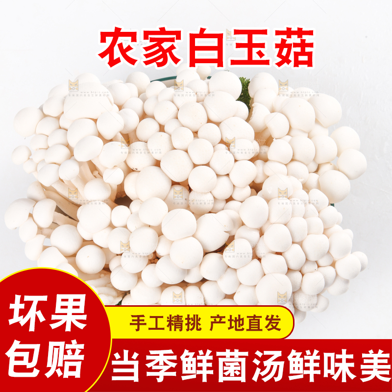 白底上的白玉菇