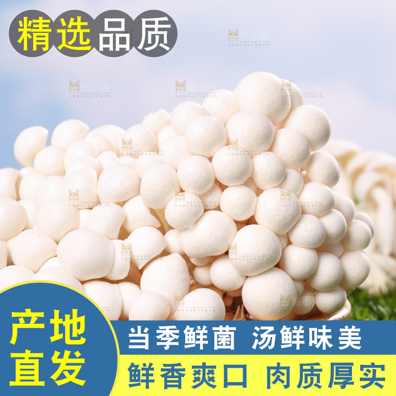 草地上的白玉菇