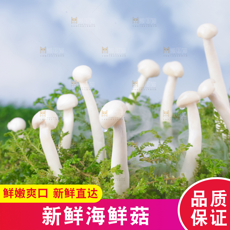 草地上的海鲜菇