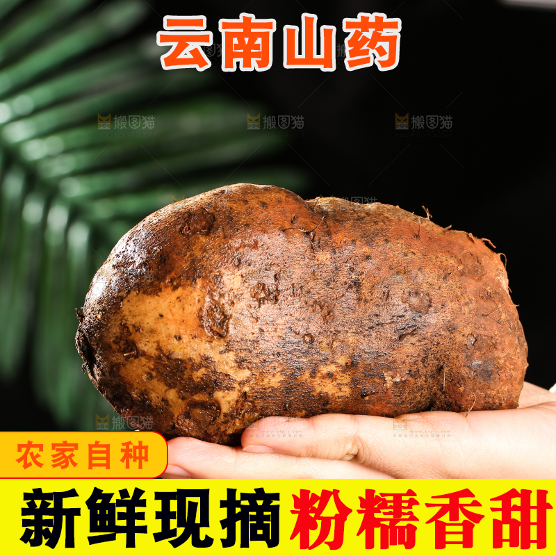木底上的云南山药