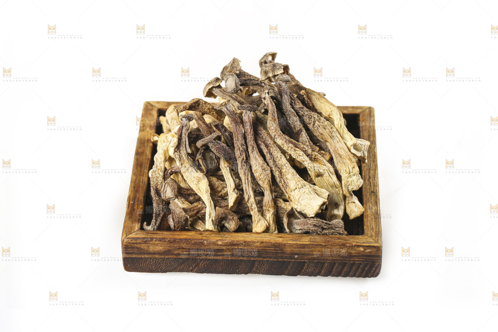 白底上的鹿茸菇