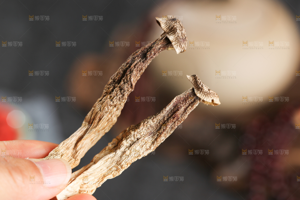 鹿茸菇