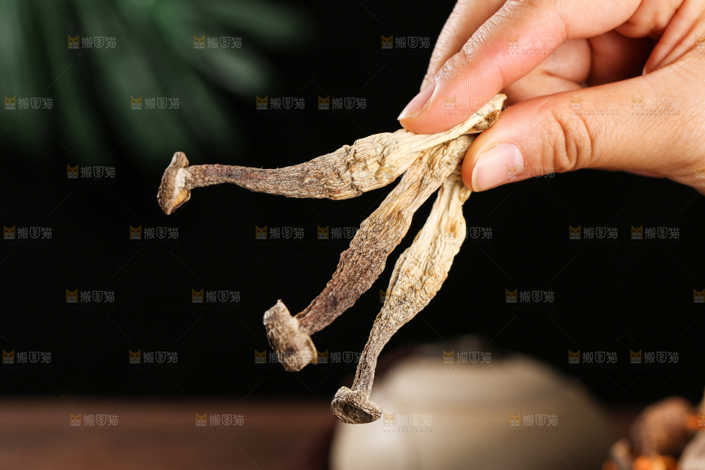 鹿茸菇