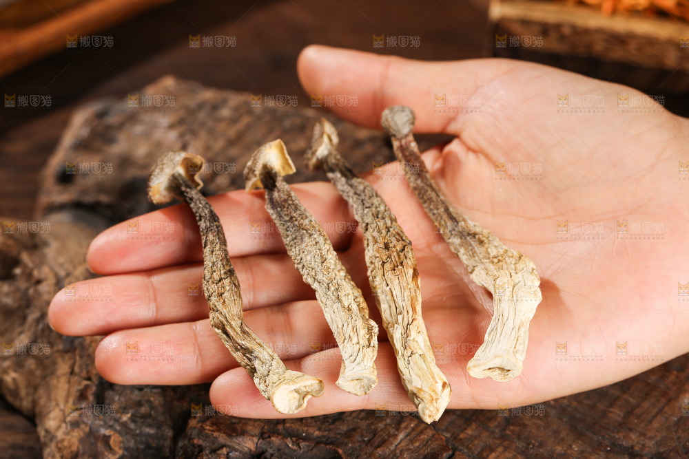 鹿茸菇