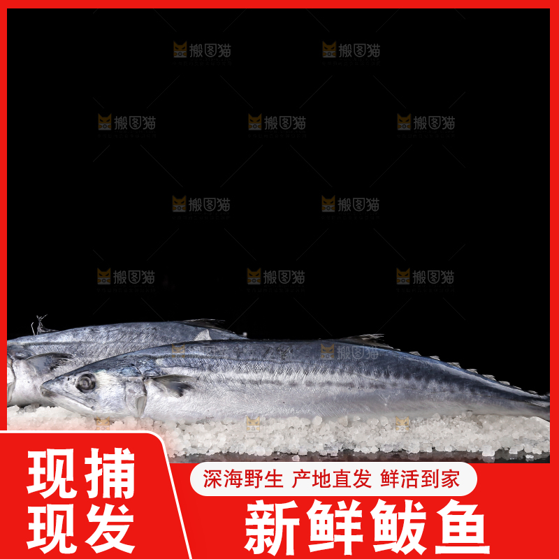 黑底上的新鲜鲅鱼