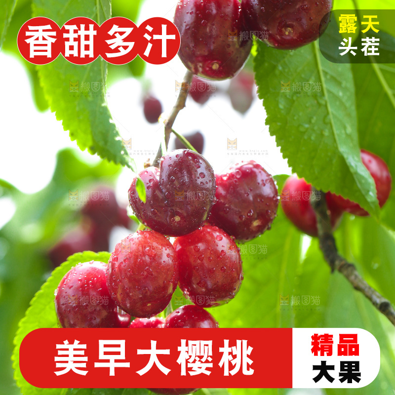 手里拿着新鲜大樱桃