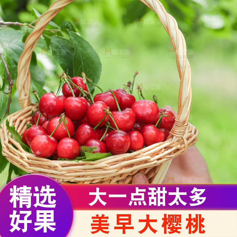 手里拿着新鲜大樱桃