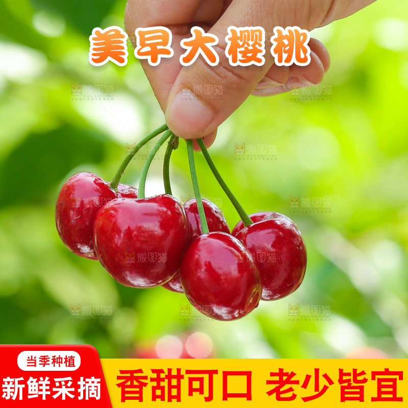 手里拿着新鲜大樱桃