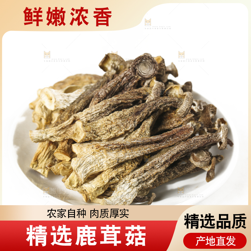 白底上的鹿茸菇