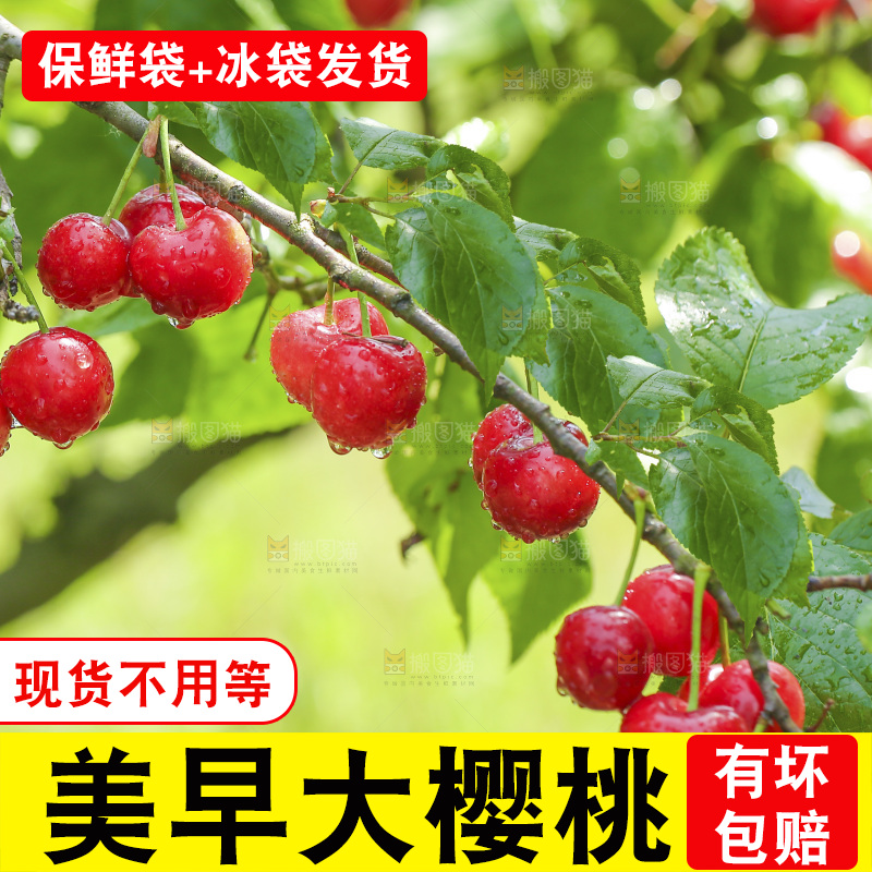 手里拿着新鲜大樱桃