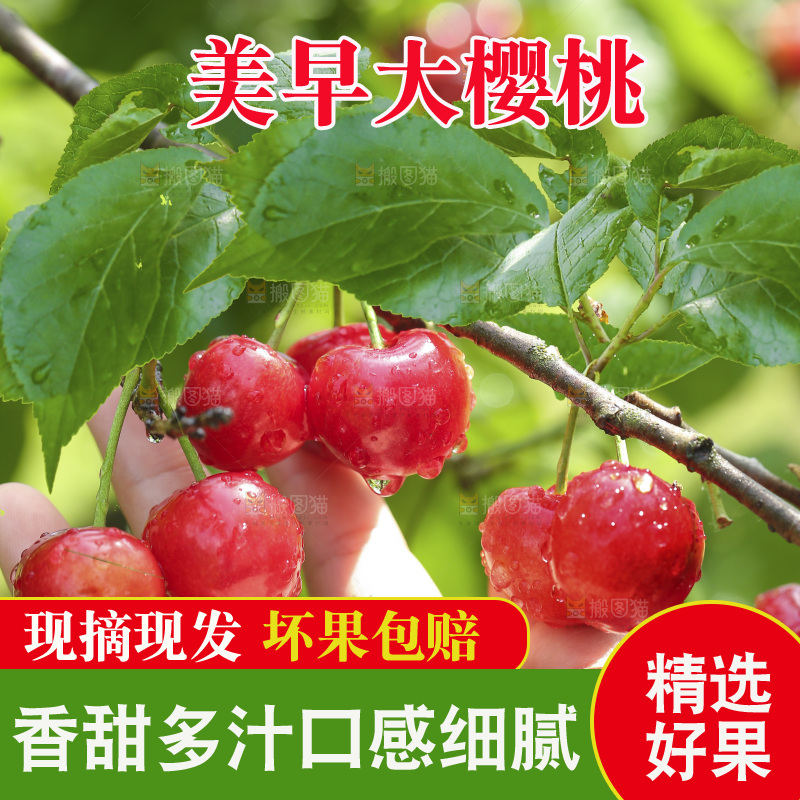 手里拿着新鲜大樱桃