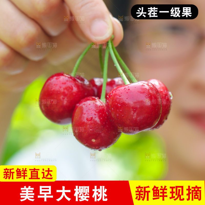 手里拿着新鲜大樱桃