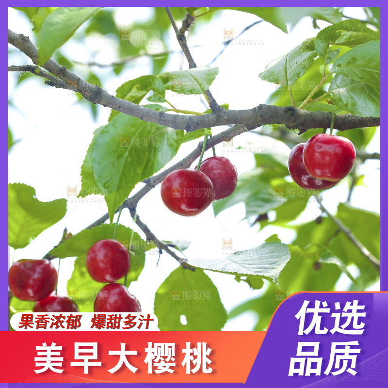 手里拿着新鲜大樱桃