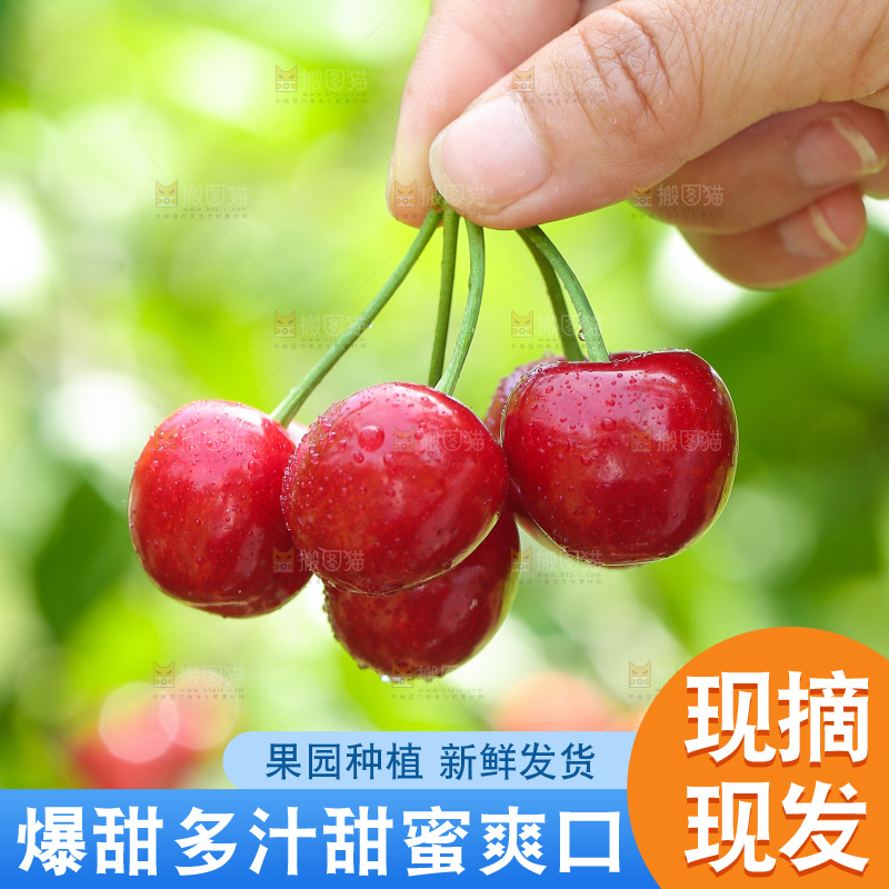 手里拿着新鲜大樱桃