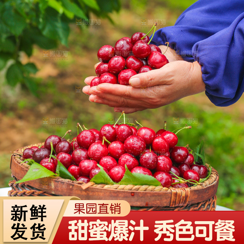 手里拿着新鲜大樱桃