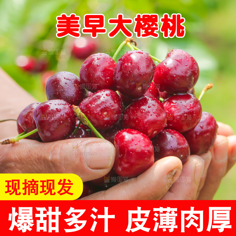 手里拿着新鲜大樱桃