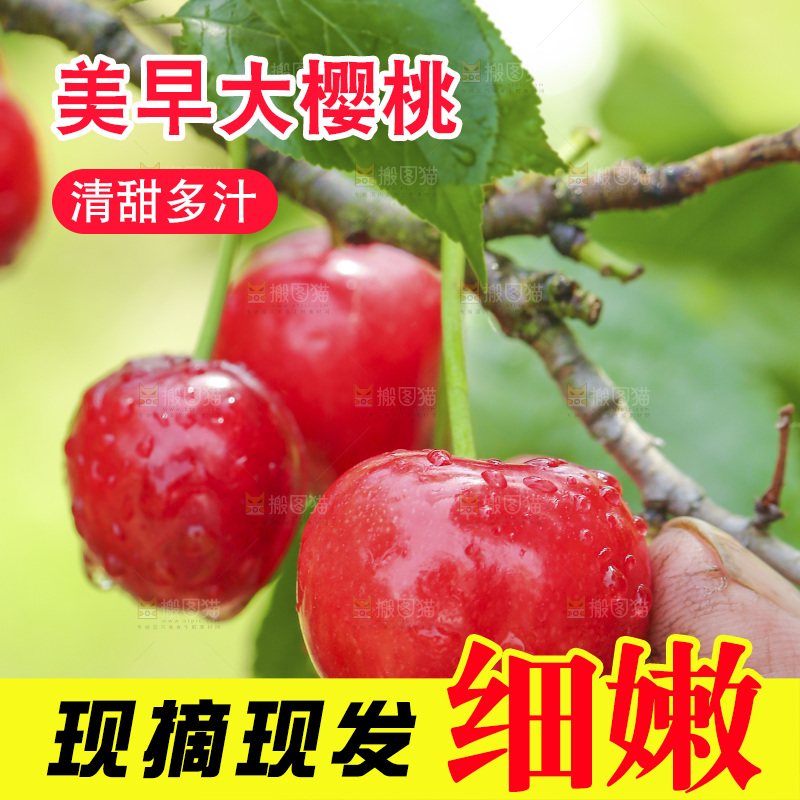 手里拿着新鲜大樱桃
