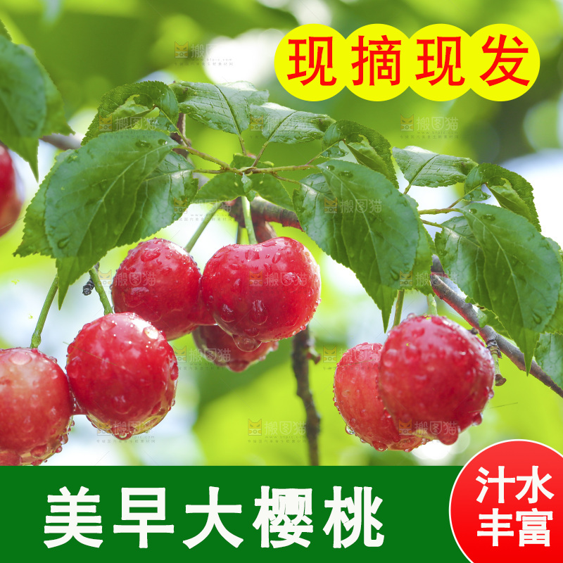 手里拿着新鲜大樱桃