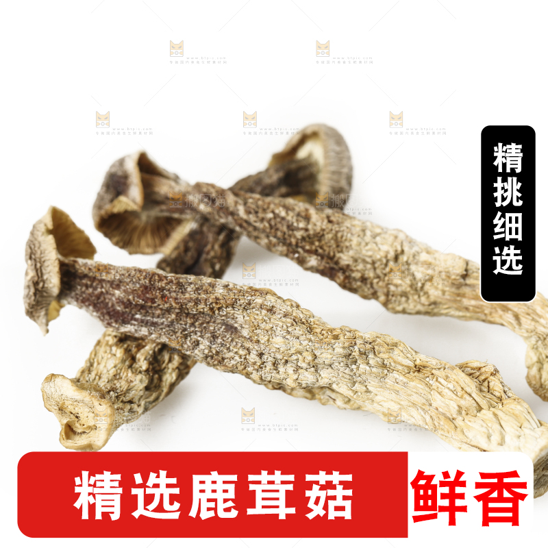 白底上的鹿茸菇