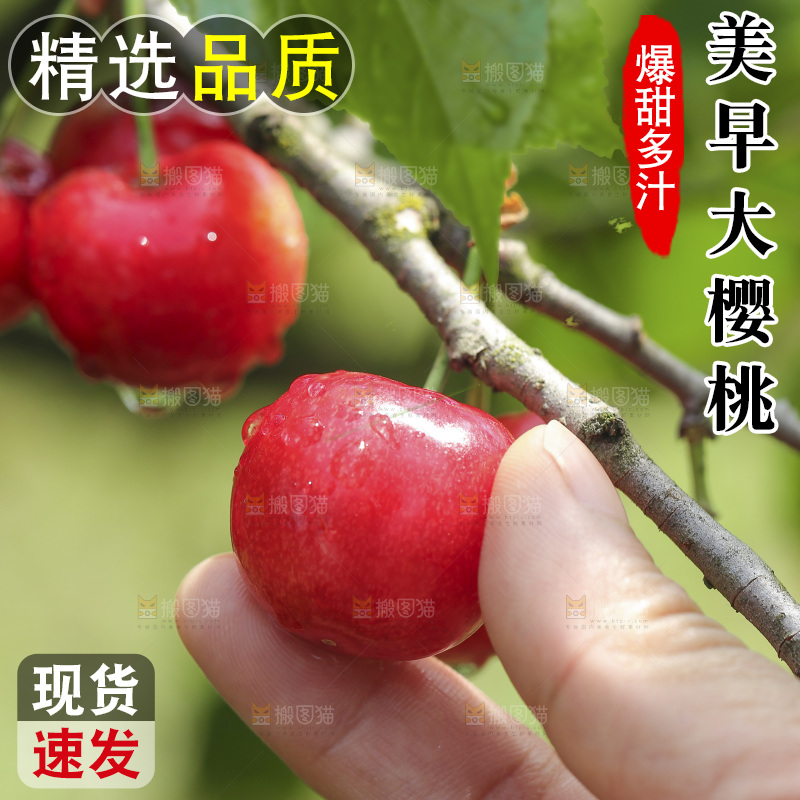 手里拿着新鲜大樱桃