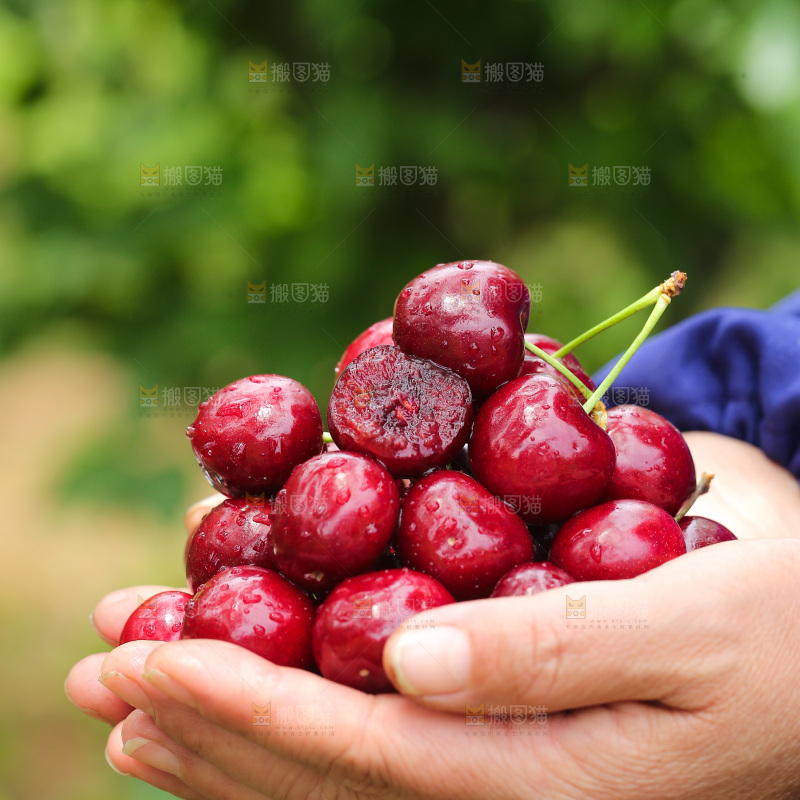 手里拿着新鲜车厘子