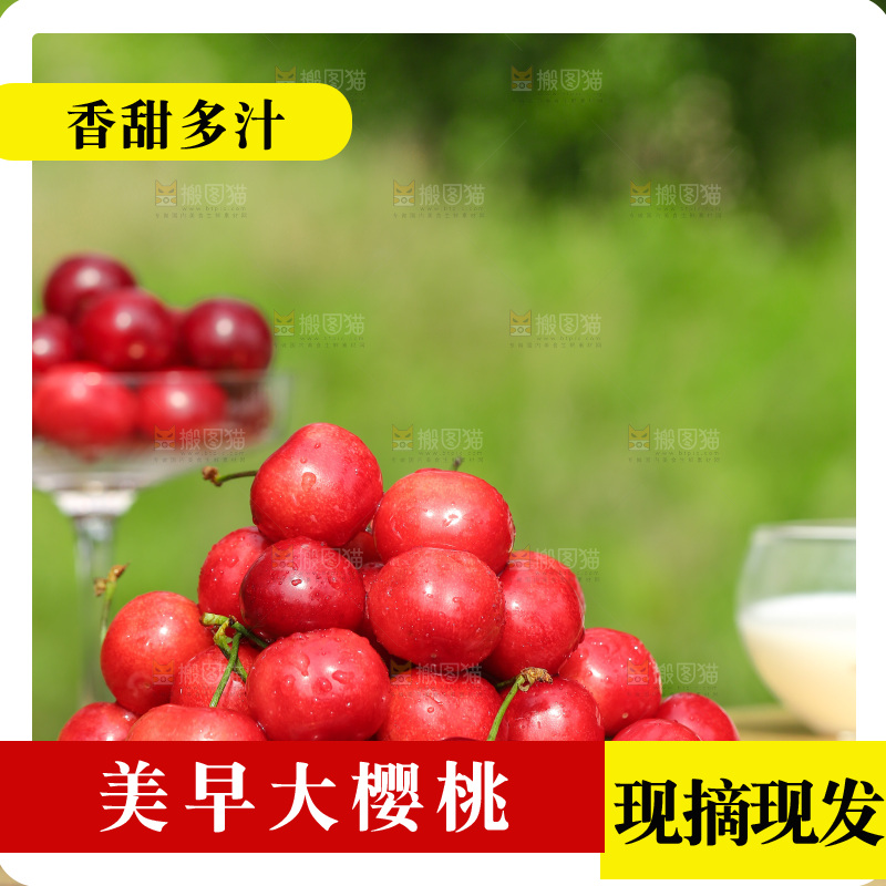 手里拿着新鲜大樱桃