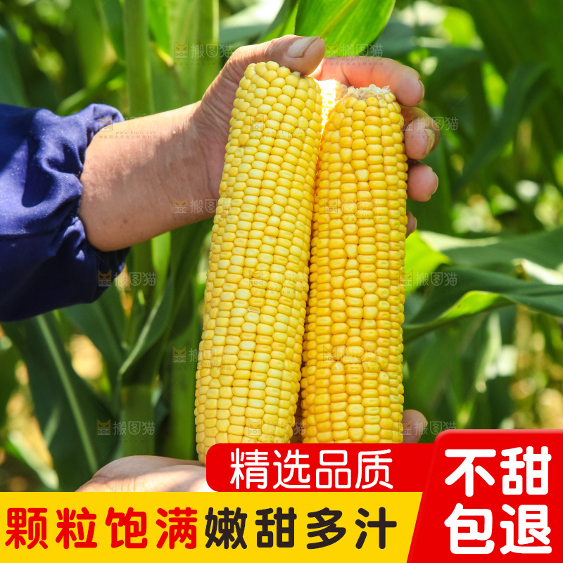 地里的黄玉米