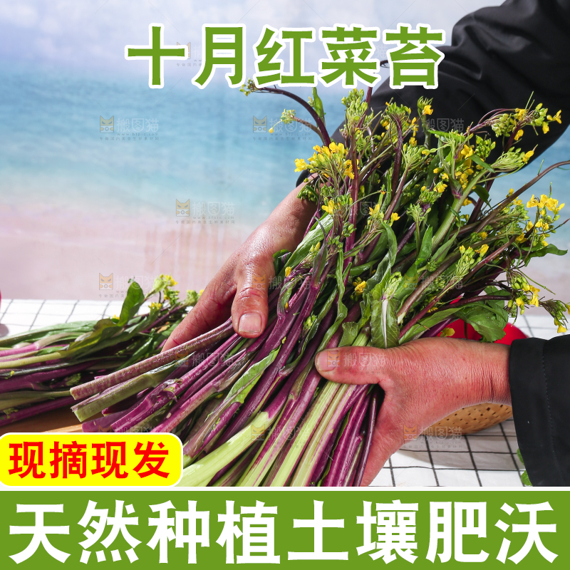 浅底上的红菜苔
