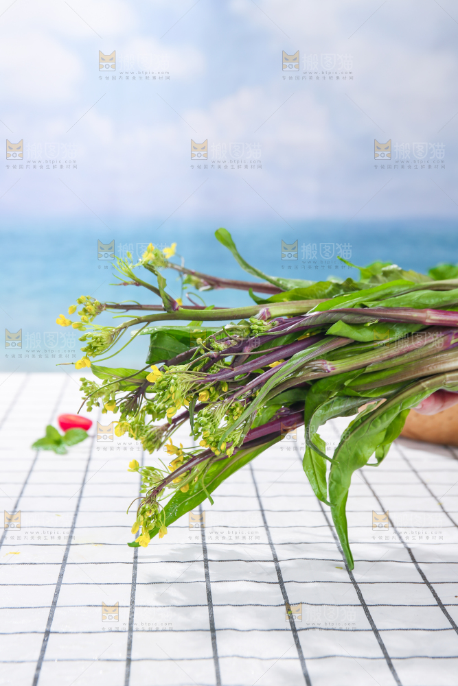 浅底上的红菜苔