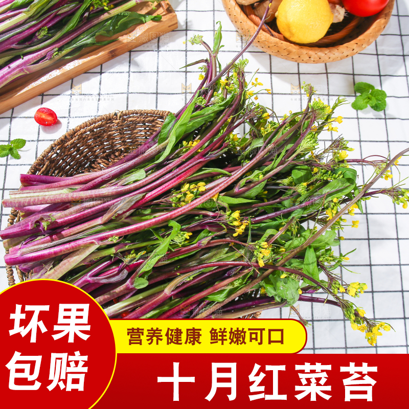 浅底上的红菜苔