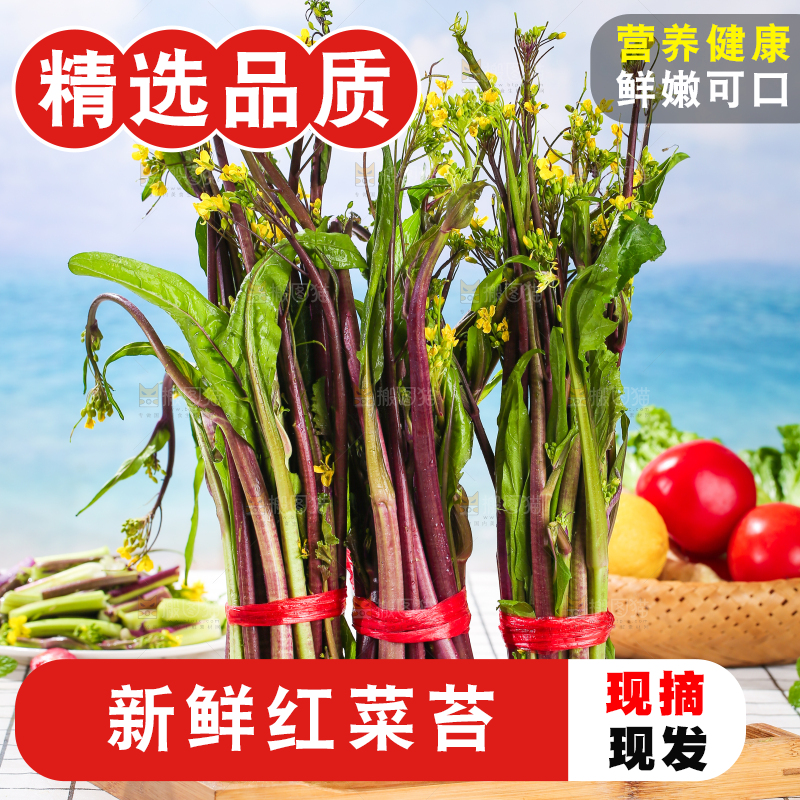 浅底上的红菜苔