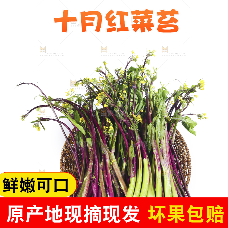 白底上的红菜苔
