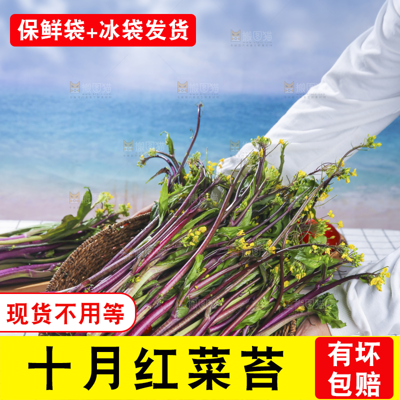 浅底上的红菜苔