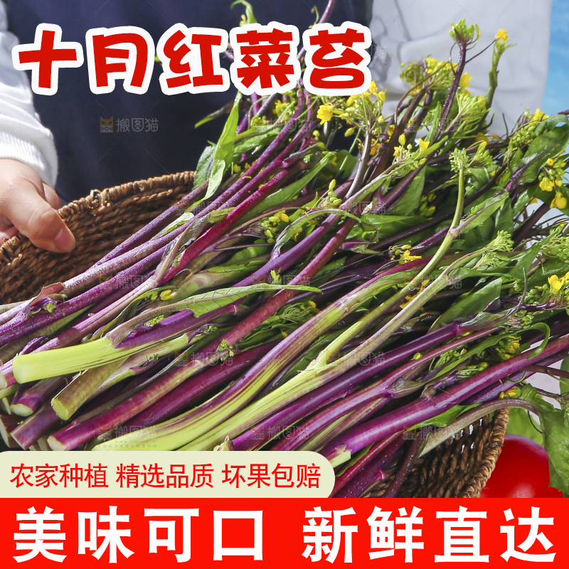 浅底上的红菜苔
