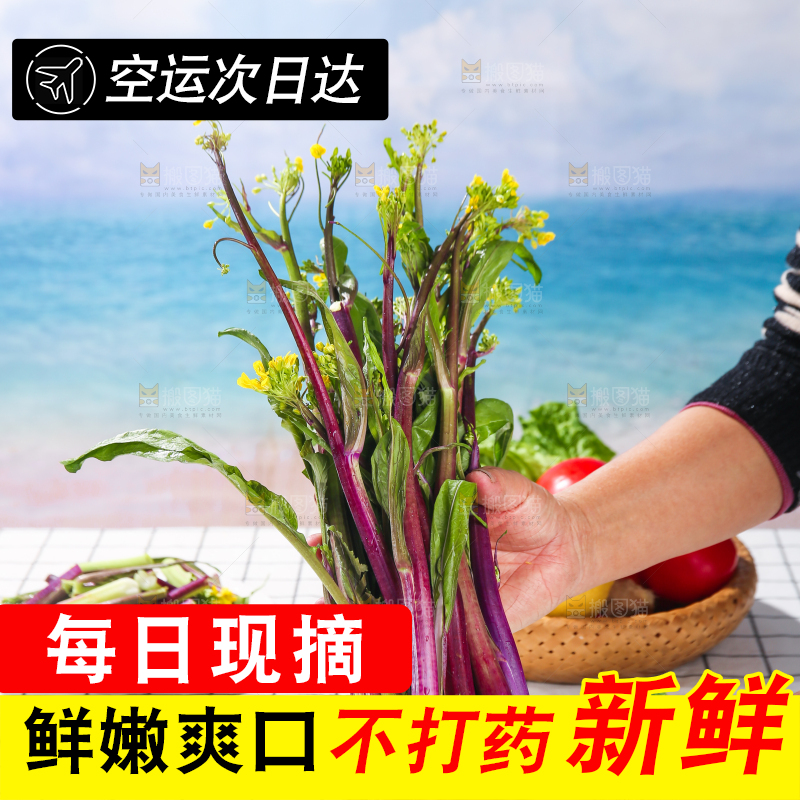 浅底上的红菜苔