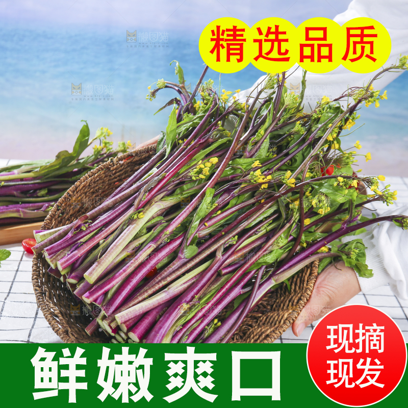 浅底上的红菜苔