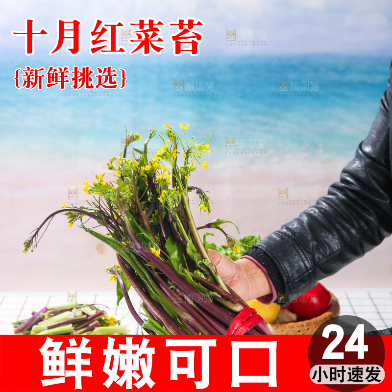 浅底上的红菜苔