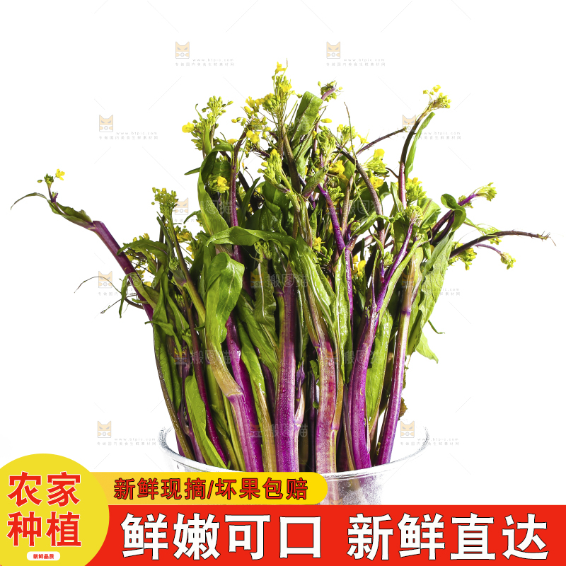 白底上的红菜苔