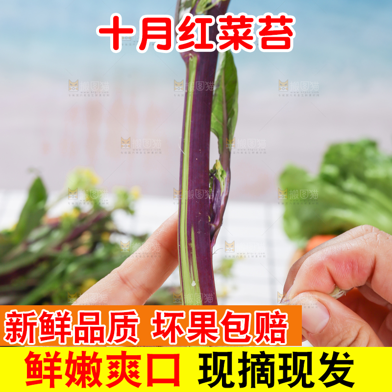 浅底上的红菜苔