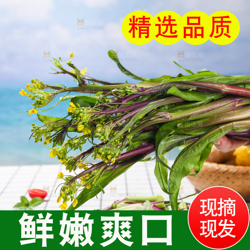 浅底上的红菜苔