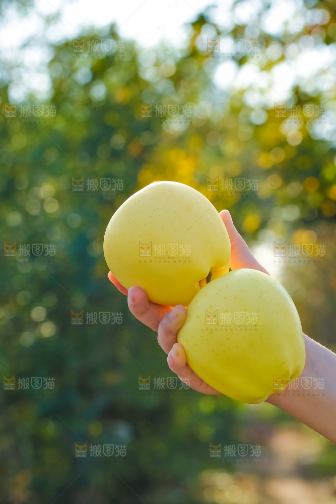 手里拿着黄元帅苹果