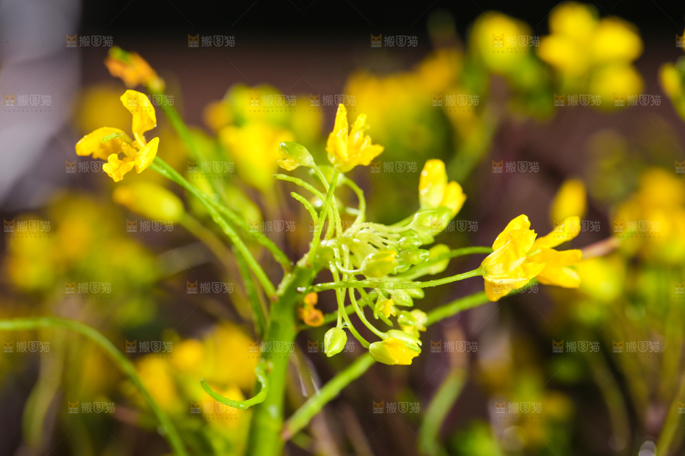 深底上的红菜苔