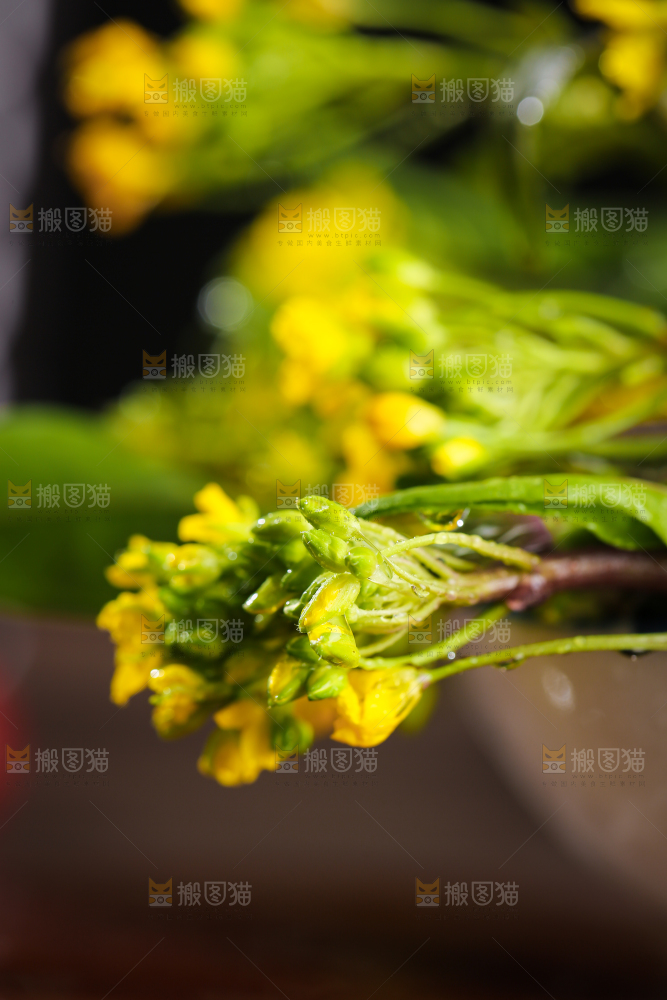 深底上的红菜苔