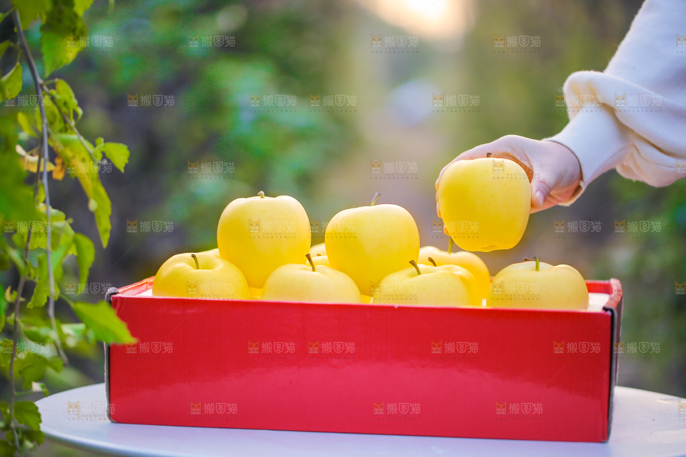 手里拿着黄元帅苹果