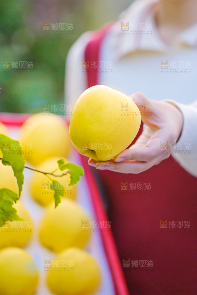 手里拿着黄元帅苹果