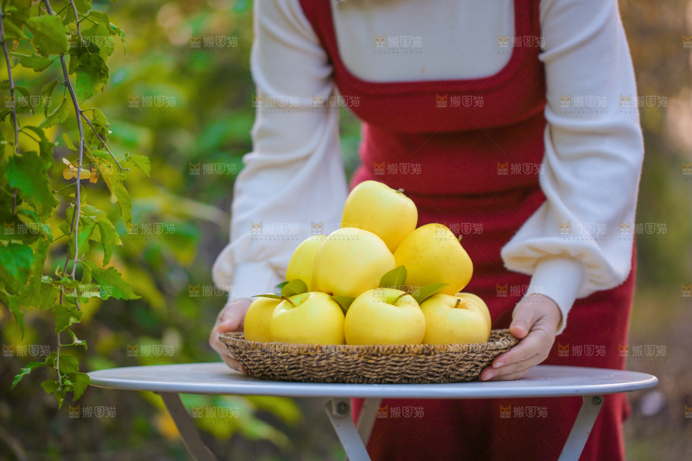 手里拿着黄元帅苹果