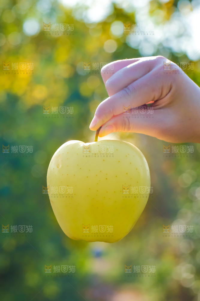 手里拿着黄元帅苹果